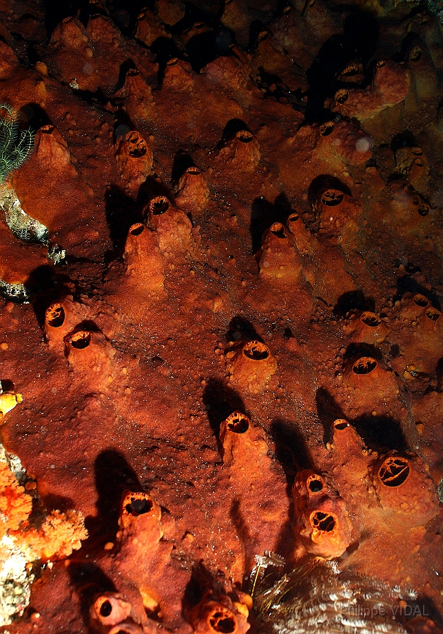 Raja Ampat 2016 - Corail - IMG_4680_rc.jpg